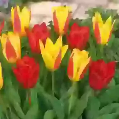 Two Tone Mixture